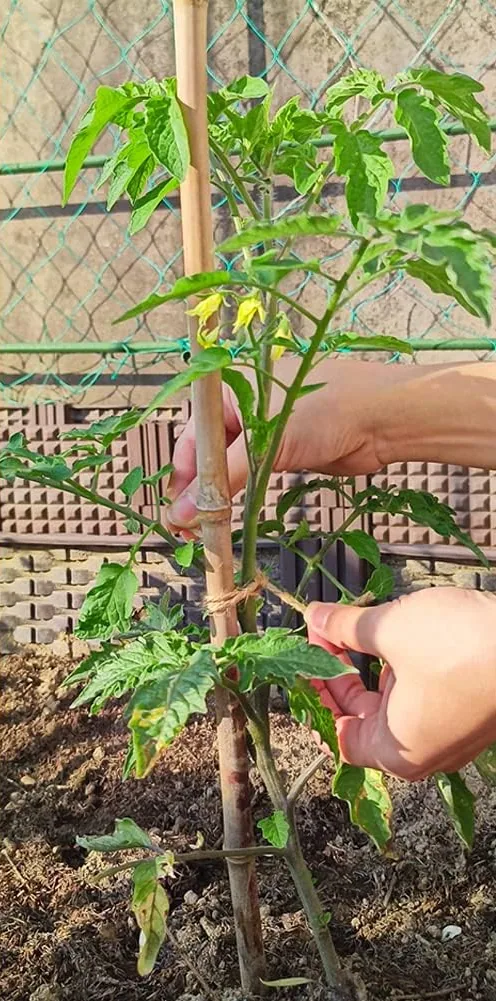 Hands tying a tomato plant to a cane with Vivifying jute twine