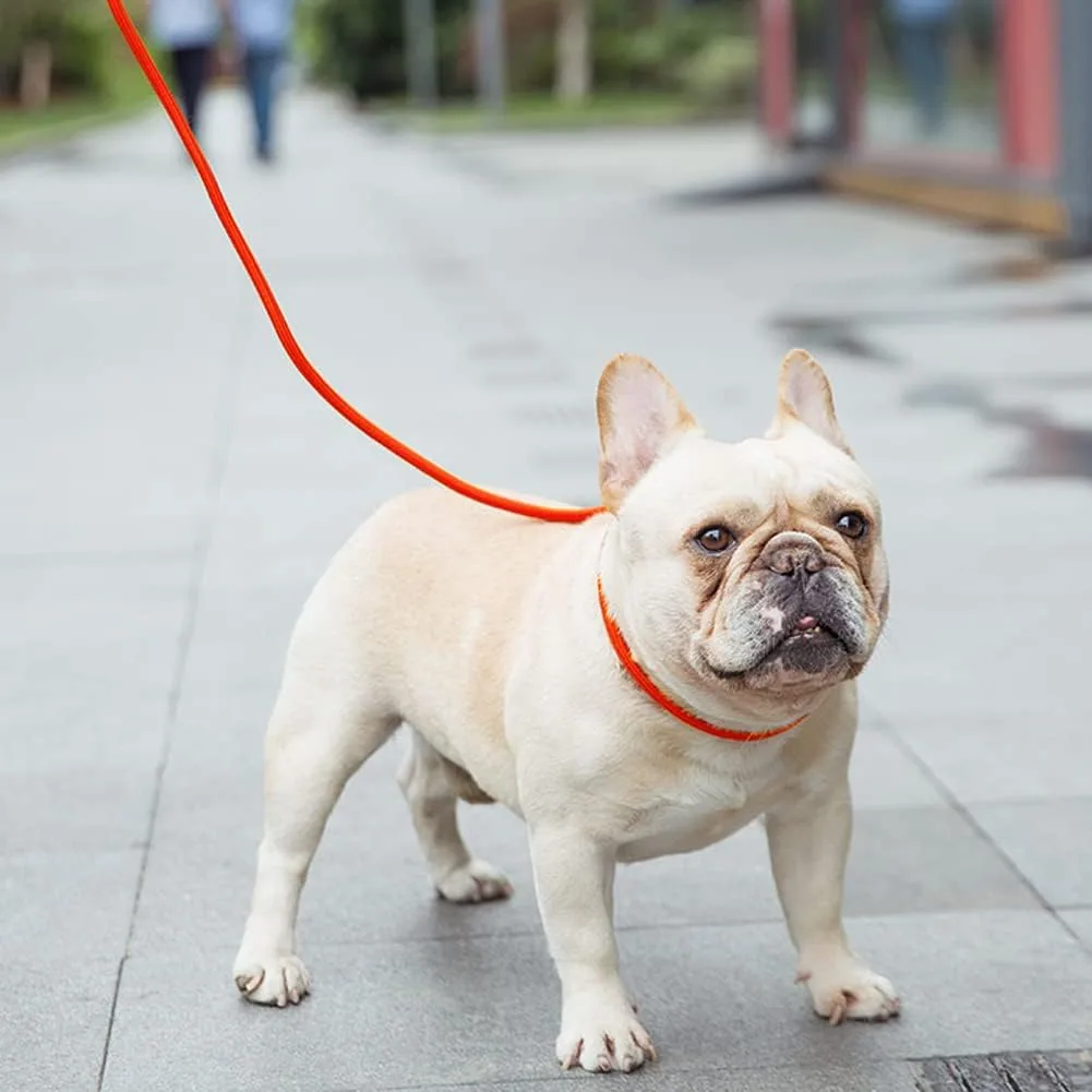 A French bulldog on a pavement wearing an orange Vivifying long line