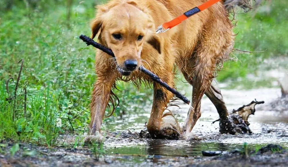 A golden retriever carrying a stick through a muddy stream on an orange Vivifying waterproof leash