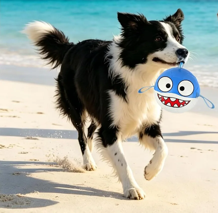 A border collie carrying the Vivifying shark ball along a beach